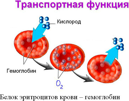 Норма гемоглобина в крови для детей, женщин и мужчин - таблица