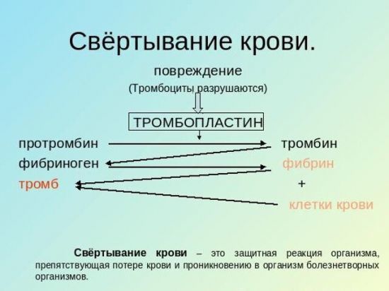 Анализ крови ПТИ - что это такое, нормы ПТИ