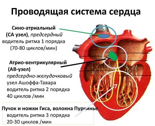 Анатомия и внутреннее строение сердца человека. Физиология сердца: проводящая система сердца