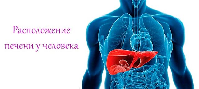 Симптомы болезней печени: какая при этом боль и ее интенсивность