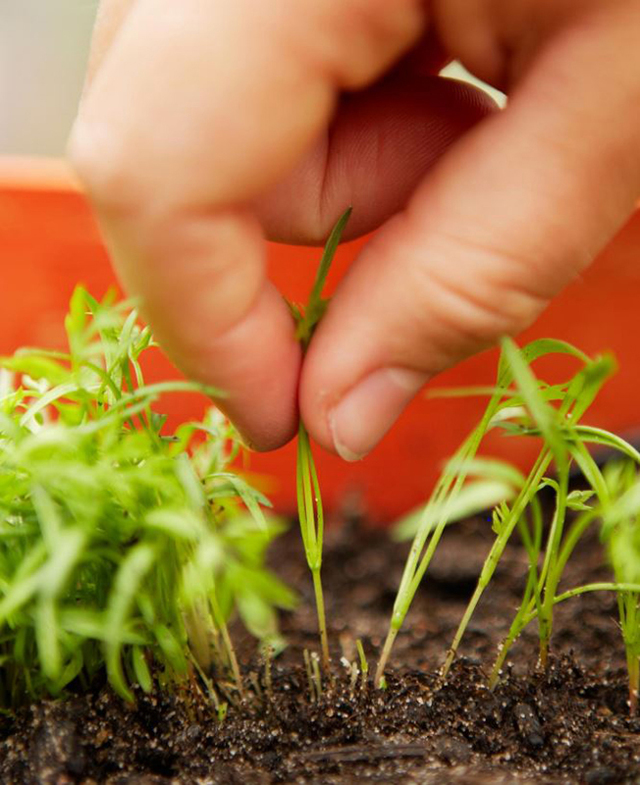 Хвороби корів: причини, симптоми, способи лікування, профілактика тварин