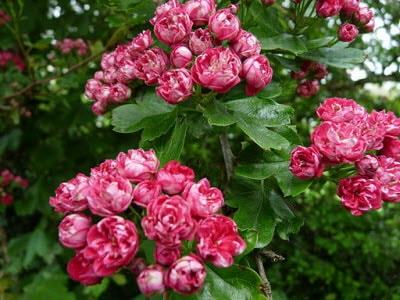 Какой травяной чай от высокого давления