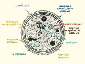 Функции и строение тромбоцитов