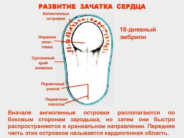 Когда начинает биться сердце у плода