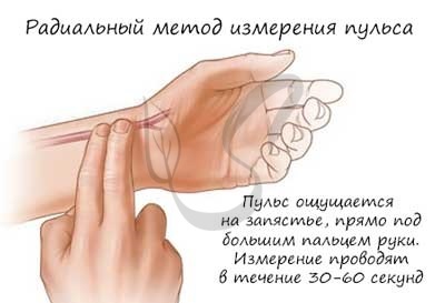 Из левого желудочка вытекает кровь | Наше сердце