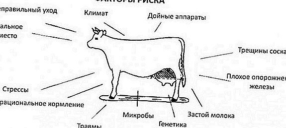 Хвороби корів: причини, симптоми, способи лікування, профілактика тварин