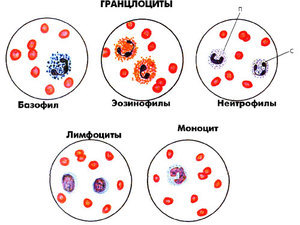 Повышены лейкоциты в крови: что это значит у ребенка