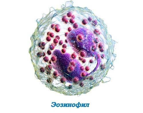 Эозинофилы у ребенка повышены или понижены: нормы крови, причины отклонений