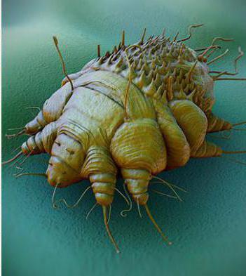 Спрегаль спрей: цена, инструкция по применению и отзывы