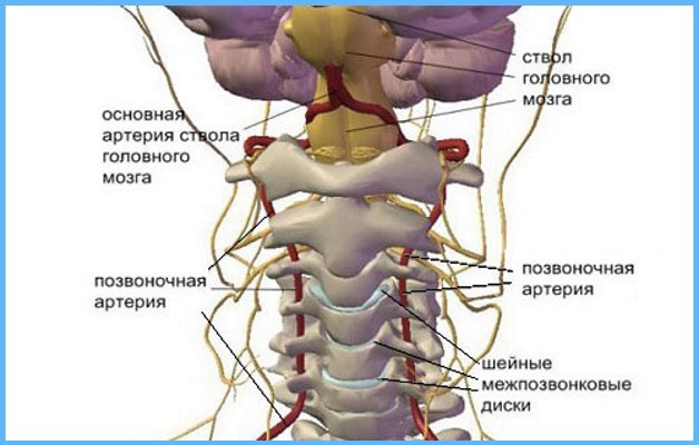 Сосудистые препараты при шейном остеохондрозе и спазме сосудов