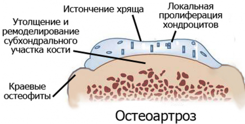 Инструкция по применению мази Хондроитин - показания