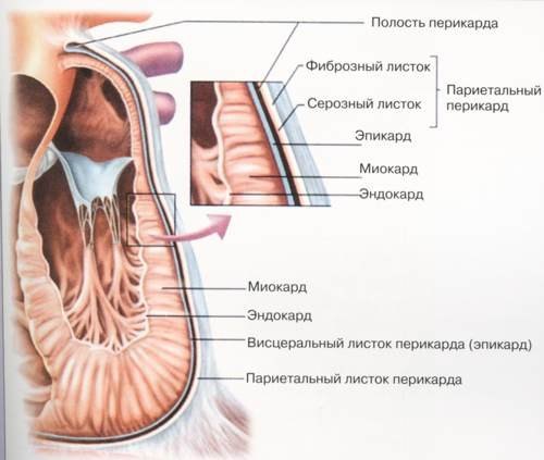 Симптомы и лечение дистрофии миокарда