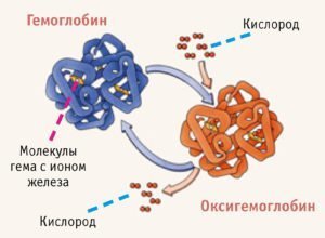 Где в организме человека происходит разрушение эритроцитов. Место образования эритроцитов. Строение эритроцитов. Место разрушения эритроцитов