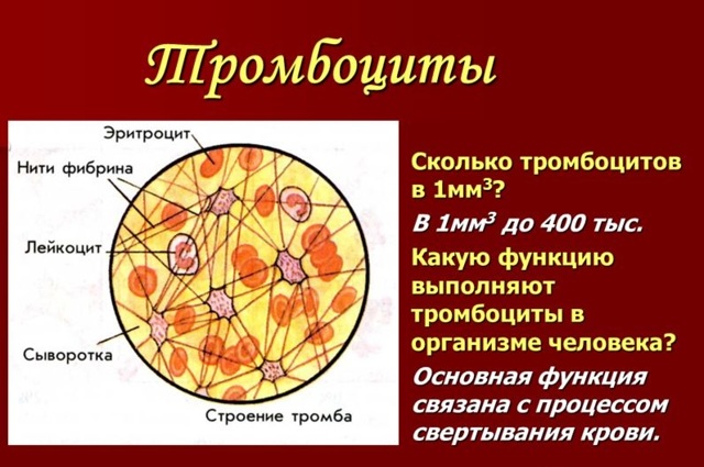 Тромбоциты: понятие, индекс распределения, большие тромбоциты, средний объем
