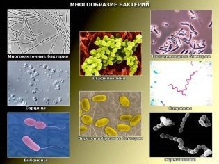 Суспензия «Сумамед» для детей: инструкция по применению - Цветы жизни