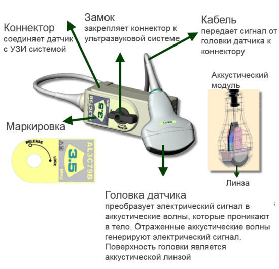 УЗИ сосудов (артерий и вен) нижних конечностей – показания и основы процедуры