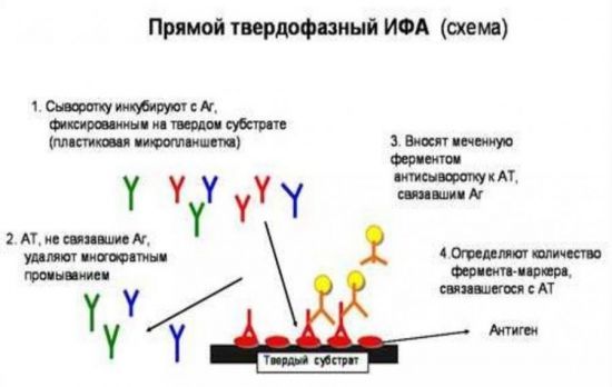 ИФА - иммуноферментный анализ крови: расшифровка