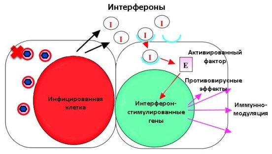 Фосфоглив форте: инструкция по применению и для чего он нужен, цена, отзывы, аналоги