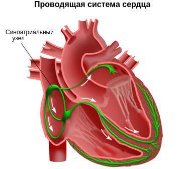 Тахикардия - причины, признаки, симптомы и лечение