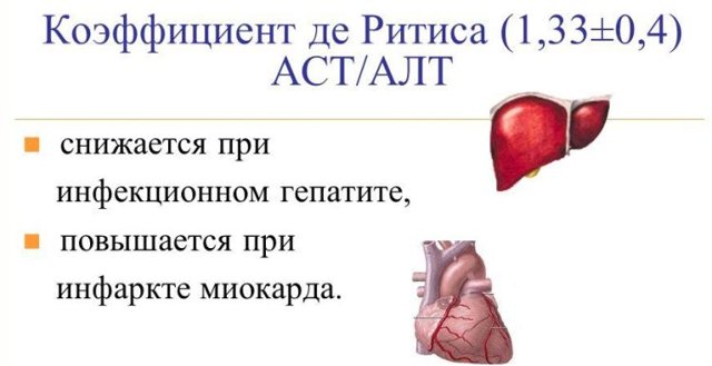 Аланин трансаминазы в крови – что это такое