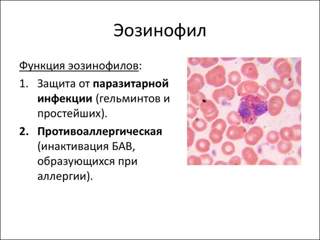 Эозинофилы понижены: о чем это говорит у взрослого, что значит снижение показателя в анализе крови у женщин, при беременности, у ребенка, требуется ли лечение
