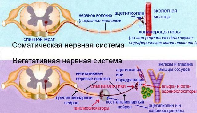 Диабетическая дистальная полинейропатия: симптомы и диагностика. Лечение диабетической полинейропатии в Москве
