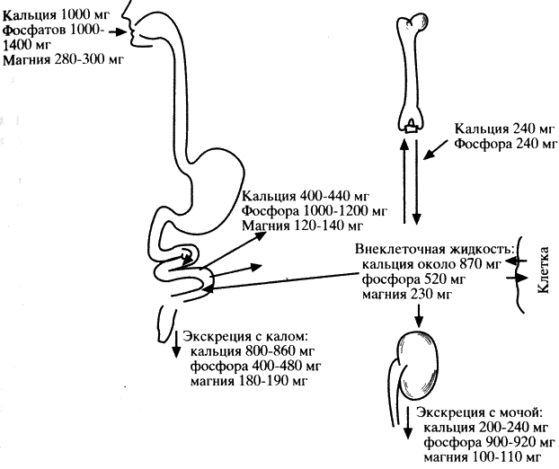Щелочная фосфатаза в крови понижена у женщин - причины