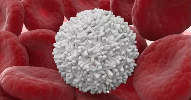 Тромбоциты., Свойства тромбоцитов., Функции тромбоцитов. - Форменные элементы крови. Норма и патология