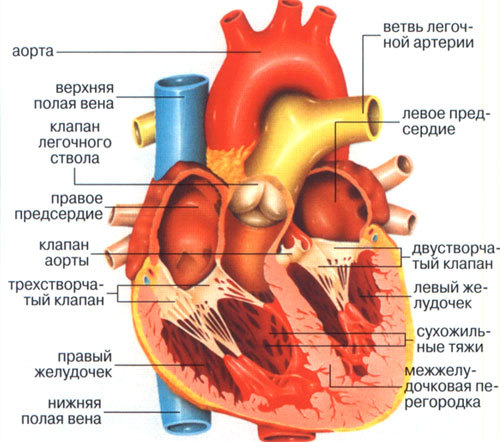 Сердце человека: анатомическое строение, функции, принцип работы