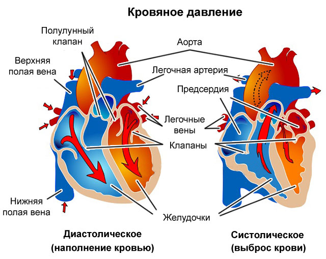 Гипотония - виды, признаки, лечение