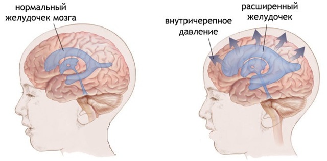 Сердечно-сосудистая система человека: анатомо-физиологические особенности сердца, круги кровообращения, строение и функции