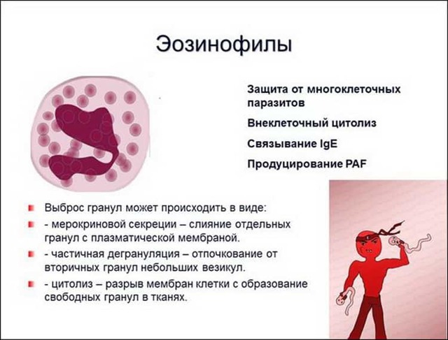 О чем говорят повышенные эозинофилы у ребенка - Летидор