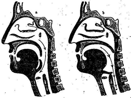 Анатомия сосудов легких. Легочная артерия