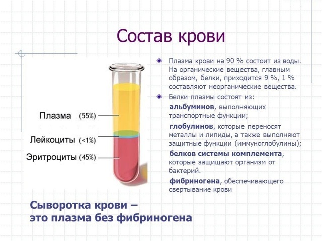 Сыворотка крови человека: что это, отличие от плазмы