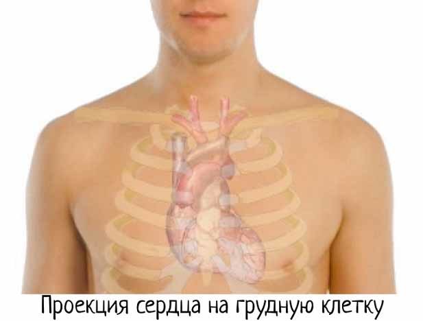 Сердечный цикл, его фазы (таблица): из чего состоит деятельность сердца