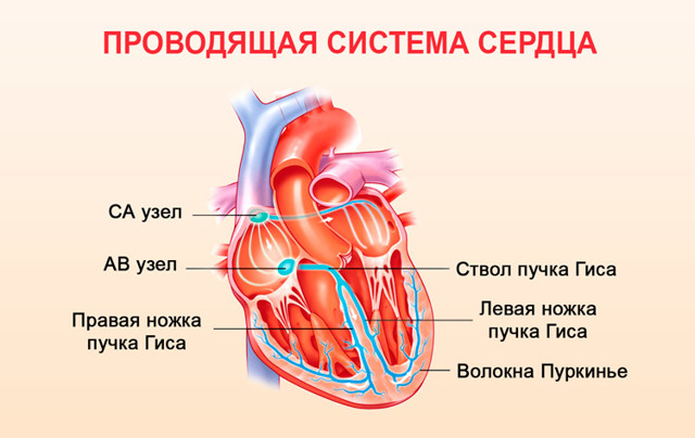 Картинки ЭКГ при нарушениях ритма