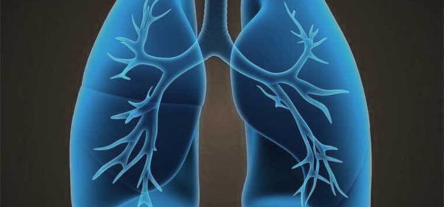 Анатомия сосудов легких. Легочная артерия