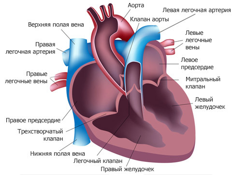Из левого желудочка вытекает кровь | Наше сердце