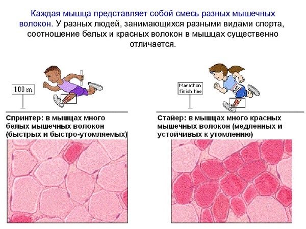 Тренировки и упражнения для сердца