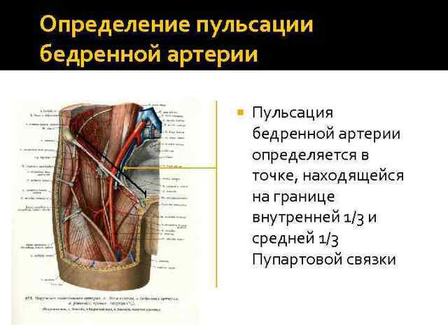 Бедренная артерия - анатомия - медицинская энциклопедия
