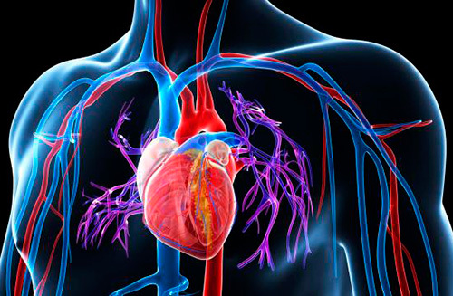 Анатомия сосудов легких. Легочная артерия