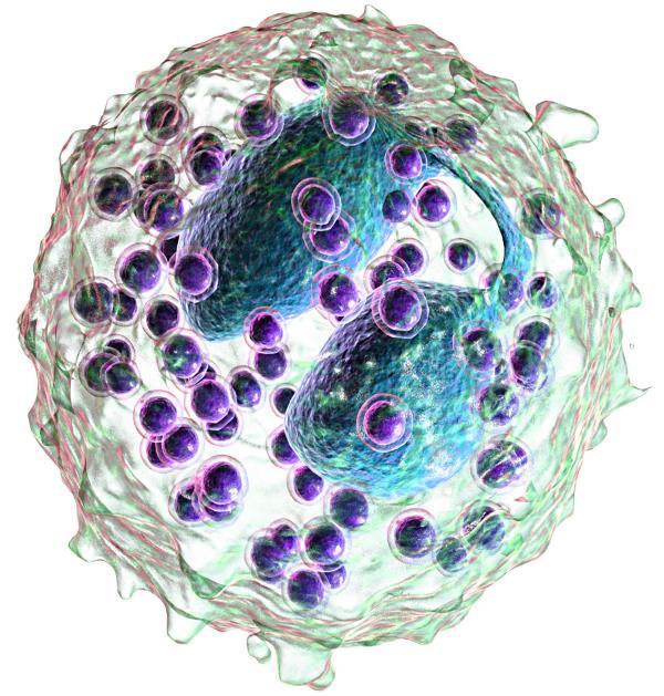 Что делать, если у ребенка повышенные эозинофилы