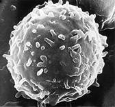 Что такое лимфоциты, норма в анализе крови у взрослых