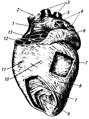 133. Слои стенки сердца, их функции.