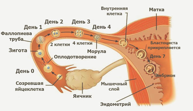 Гормон ФСГ в крови - Повышенный гормон ФСГ у женщин в лаборатории Lab4U