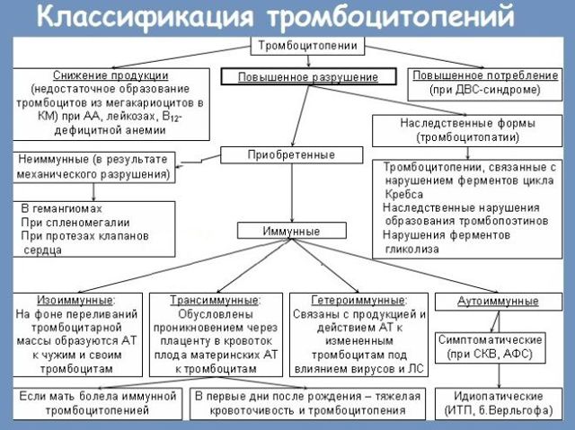 Тромбоциты - что это такое, норма, за что отвечают