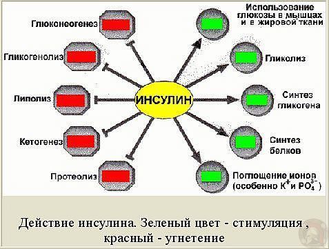 Гормон инсулин - все что нужно знать для похудения или набора массы