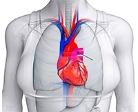 Анатомия сосудов легких. Легочная артерия