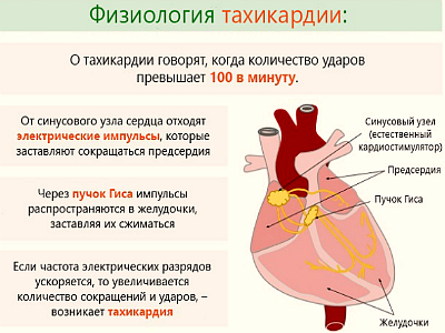 Если сердце быстро бьется — Сердце