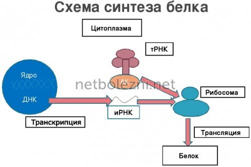 Уколы Дексаметазон: инструкция по применению внутримышечно